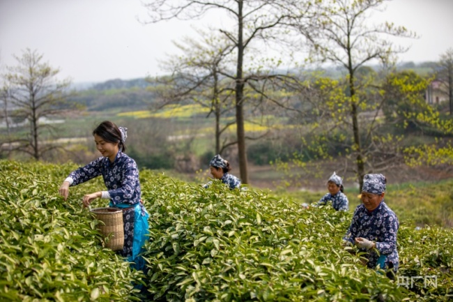 茶农们穿梭在梯状分布的茶山里，采摘第一捧新芽（央广网发 李学华 摄）